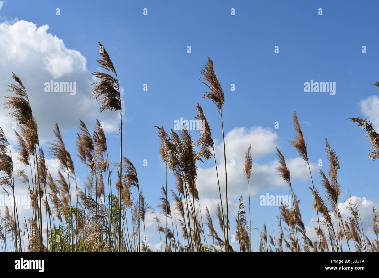 L'herbe haute tête contre un ciel bleu avec des nuages. Banque D'Images