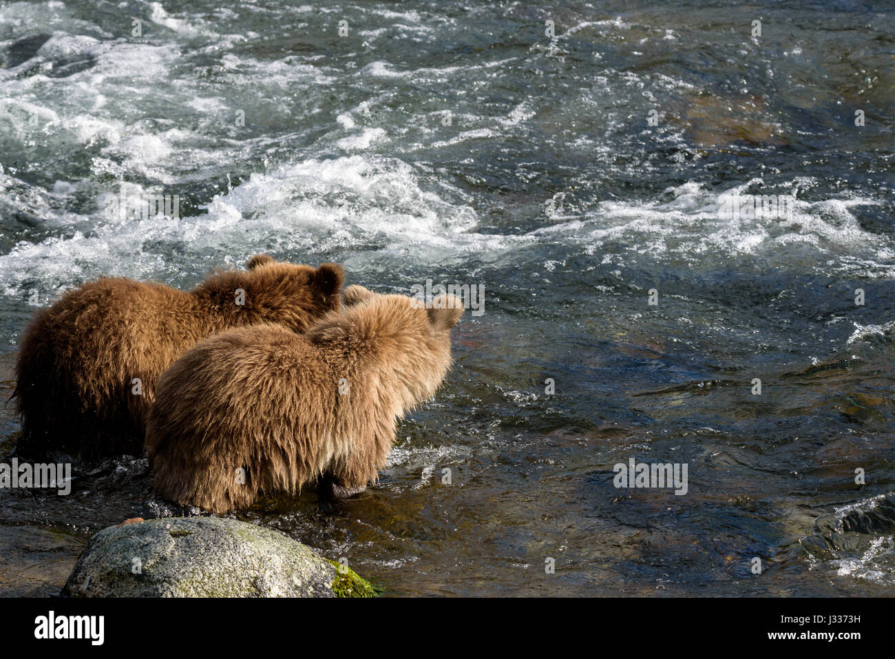 Deux jeunes oursons brun Alaska pêche dans la rivière Brooks Banque D'Images