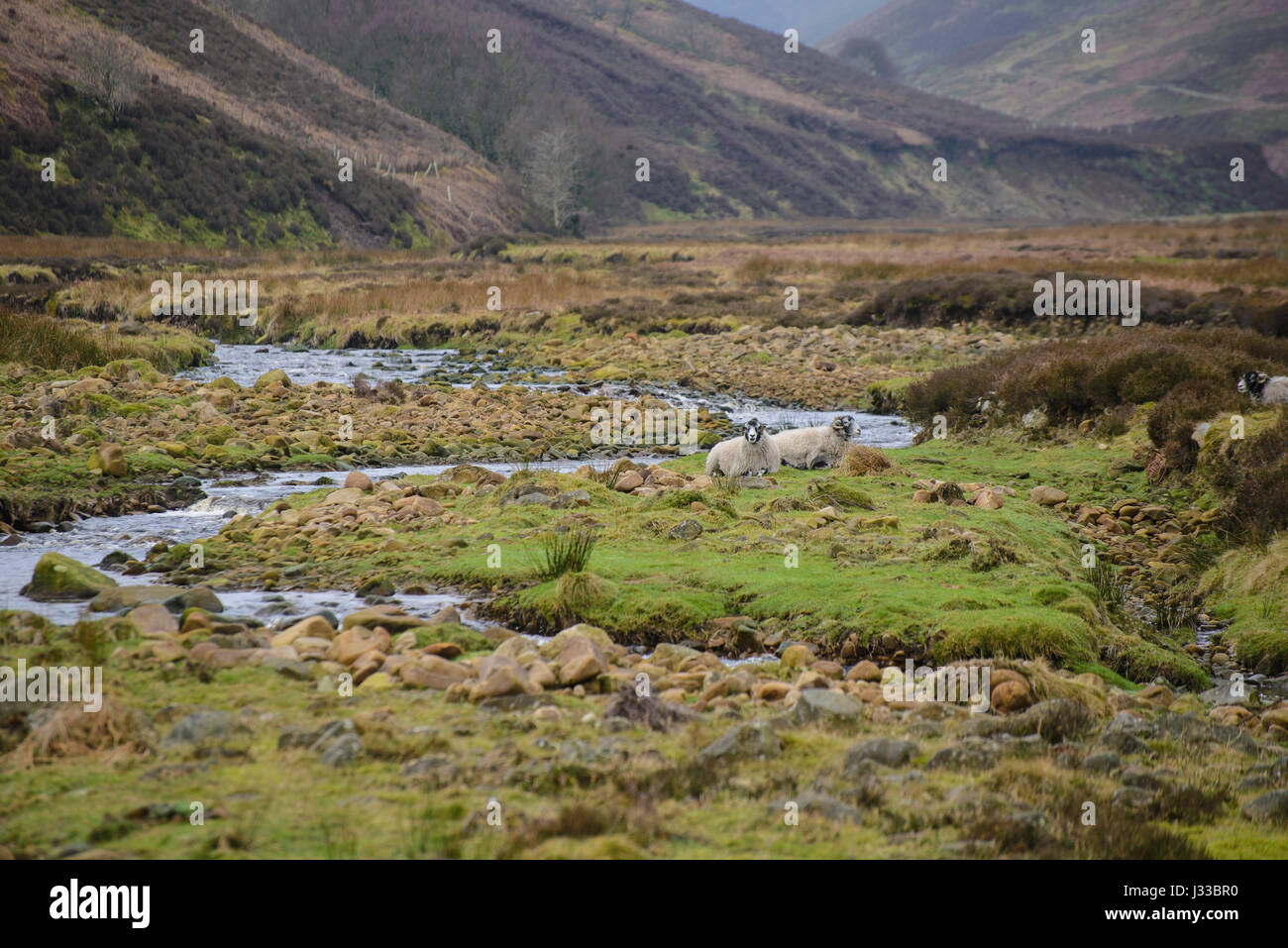 Langden Brook, Landgen et Sykes a chuté, Dunsop Bridge, Lancashire. Banque D'Images