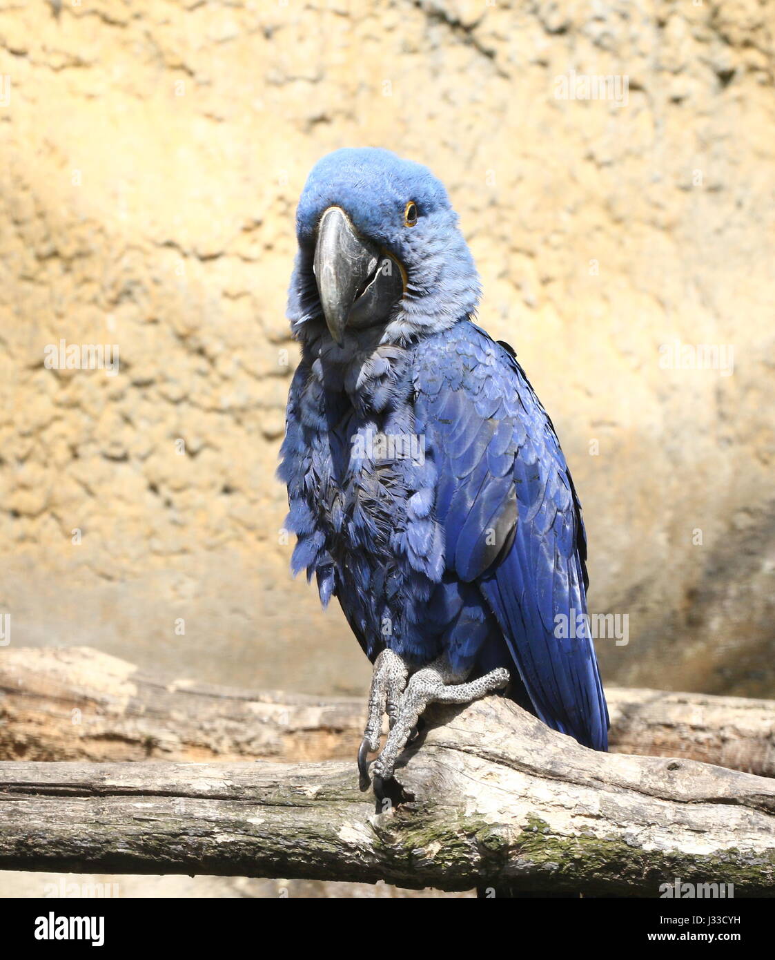 Ara hyacinthe d'Amérique du Sud (Anodorhynchus hyacinthinus). Plus grandes espèces de perroquets dans le monde, au Brésil, en Bolivie et au Paraguay. Banque D'Images