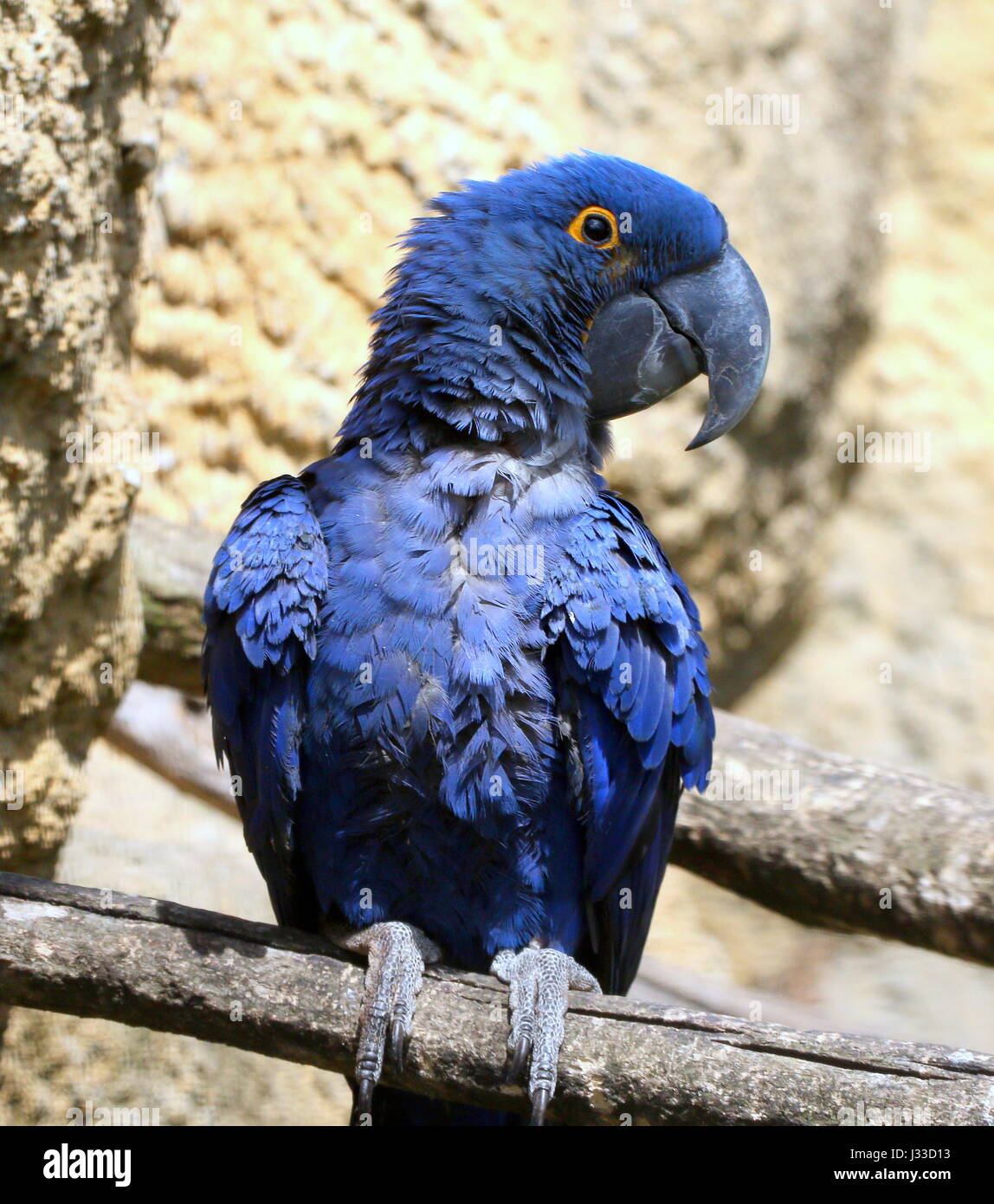 Ara hyacinthe d'Amérique du Sud (Anodorhynchus hyacinthinus). Plus grandes espèces de perroquets dans le monde, au Brésil, en Bolivie et au Paraguay. Banque D'Images