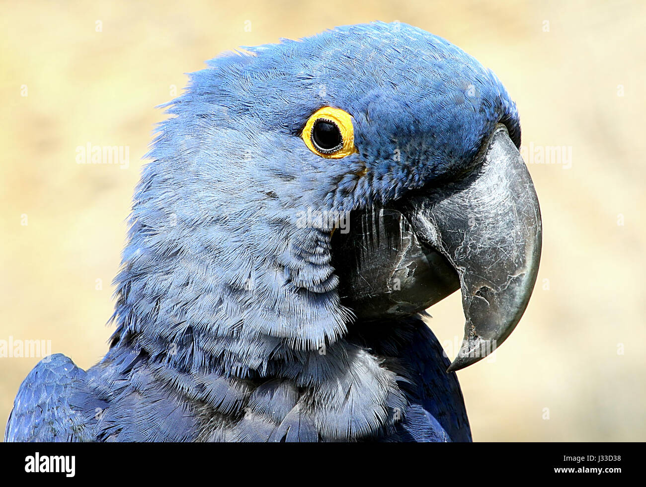 Ara hyacinthe d'Amérique du Sud (Anodorhynchus hyacinthinus). Plus grandes espèces de perroquets dans le monde, au Brésil, en Bolivie et au Paraguay. Banque D'Images