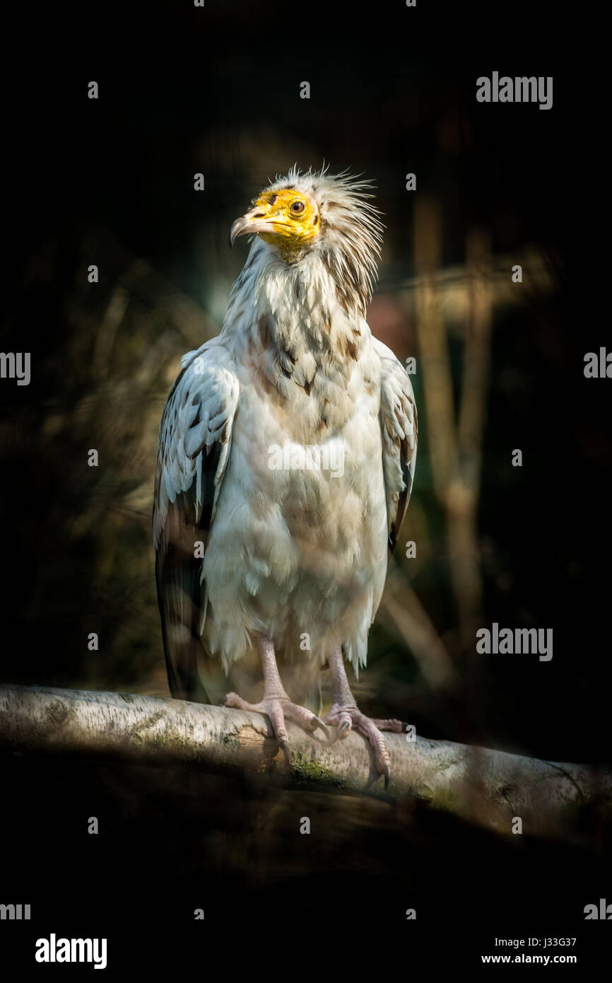 Grand oiseau percnoptère (Neophron percnopterus) sur fond sombre Banque D'Images