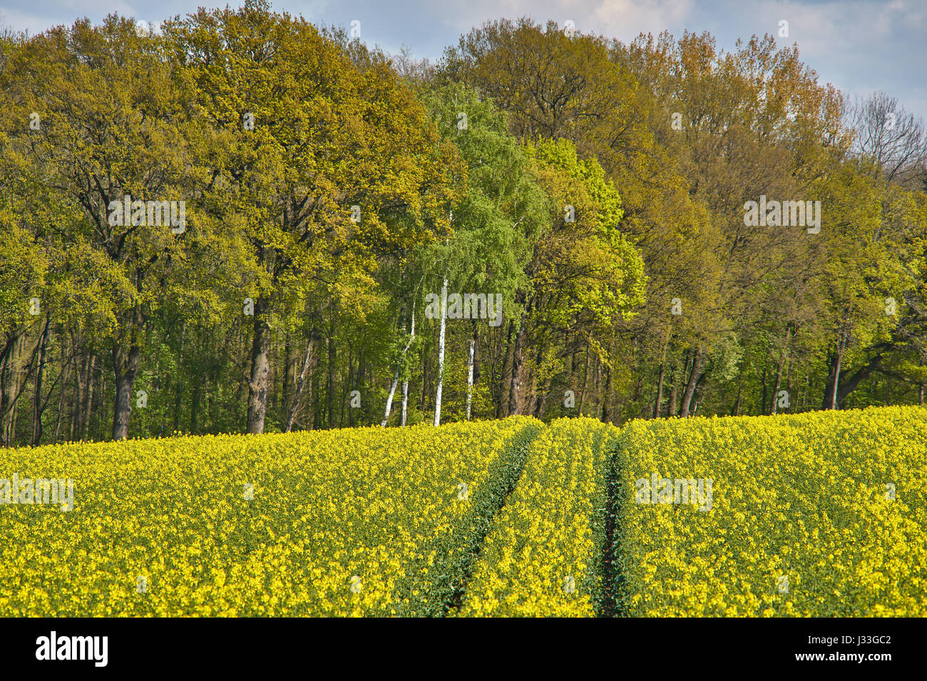 La lisière de la forêt et des champs de la Basse Silésie printemps paysage rural Banque D'Images