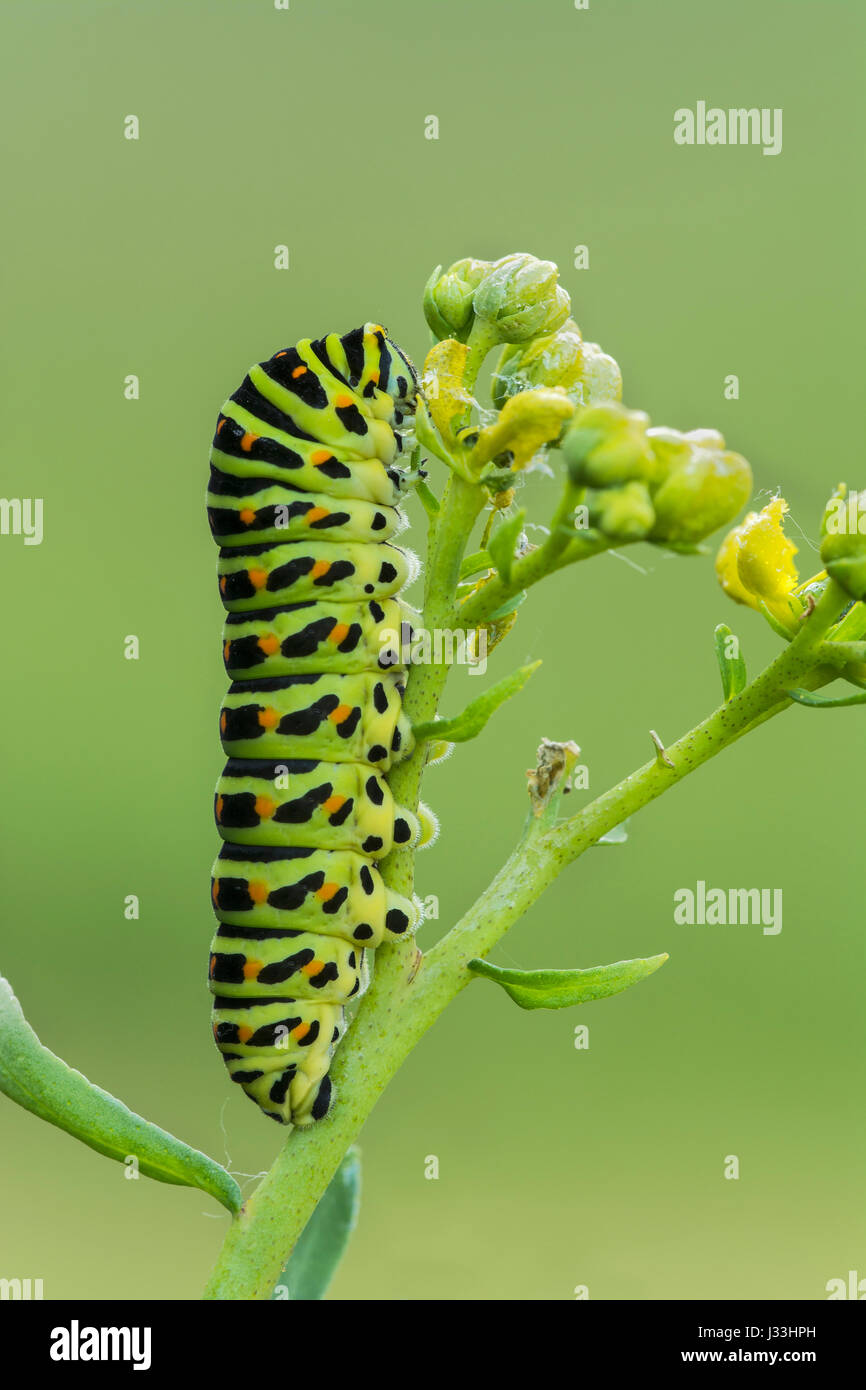 Papilio machaon), Caterpillar sur fleur, Burgenland, Autriche Banque D'Images