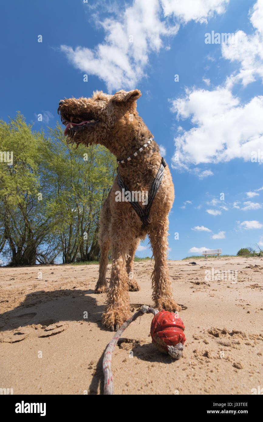 Vieux Airedale Terrier jouant avec une boule rouge sur une plage Banque D'Images