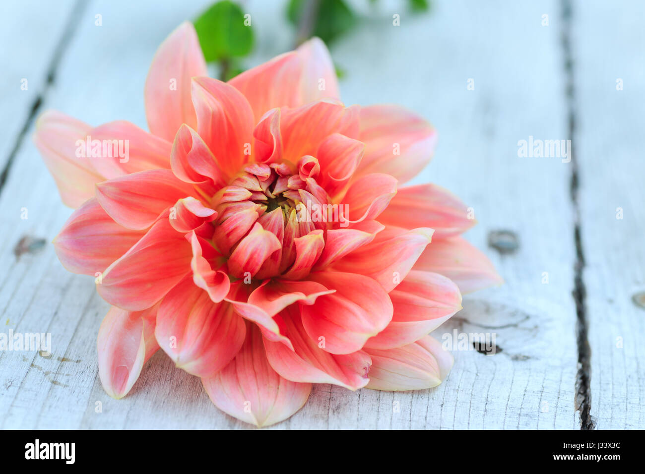Jardin de dahlias du jardin. Banque D'Images