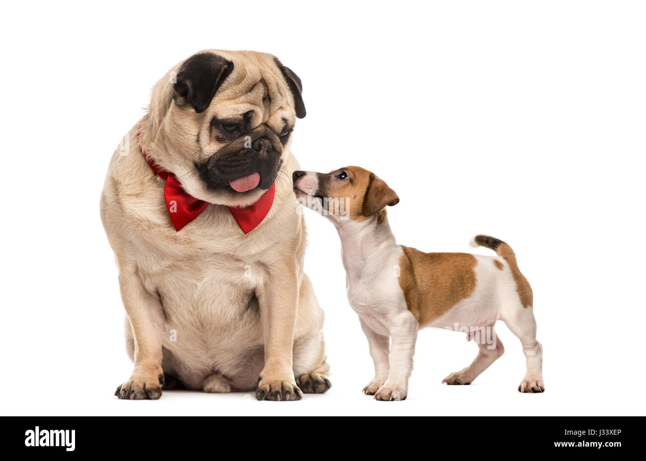 Le PUG avec papillon à la recherche à un teckel, isolated on white Banque D'Images