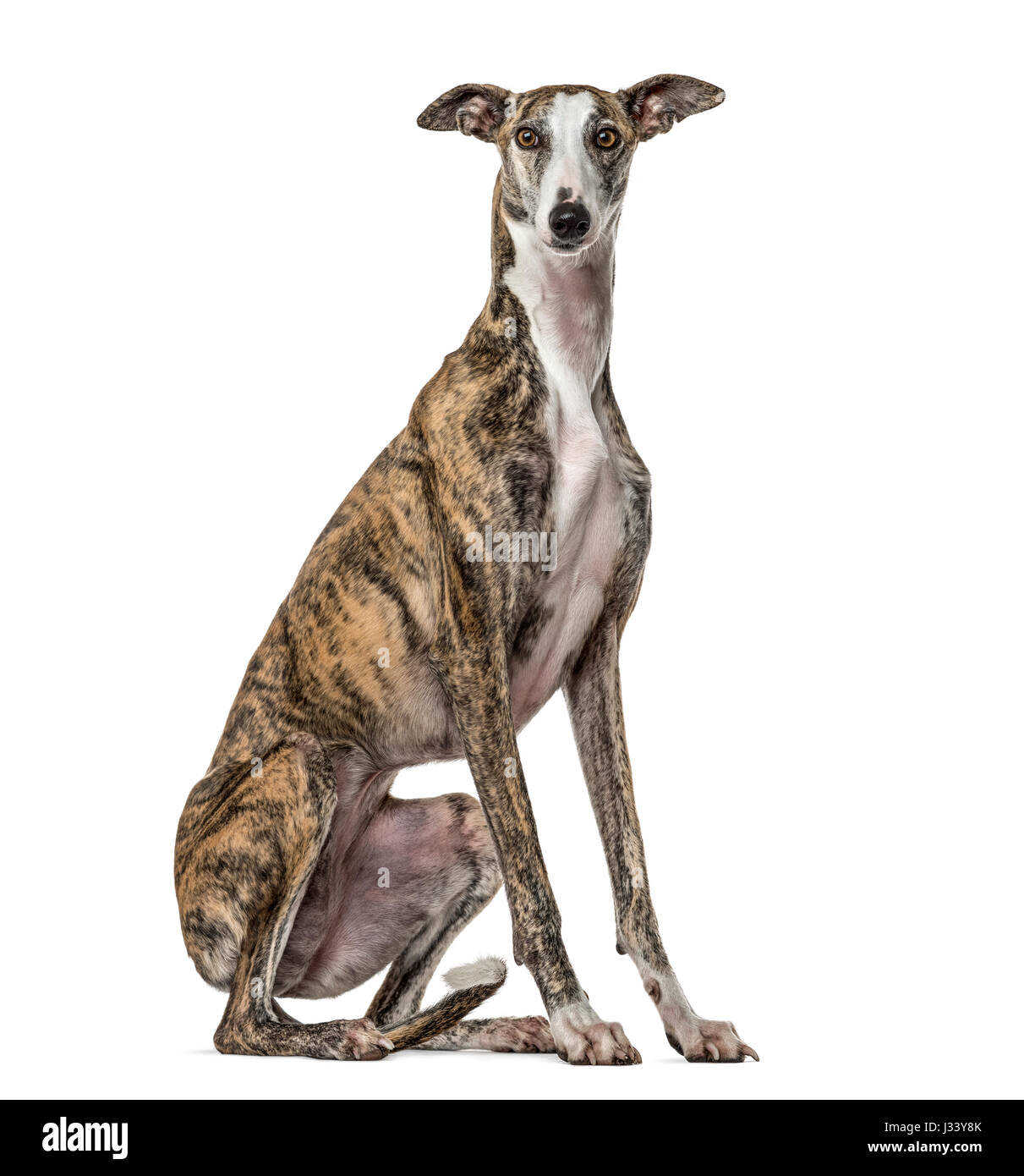 Galgo Slim assis, isolated on white Banque D'Images