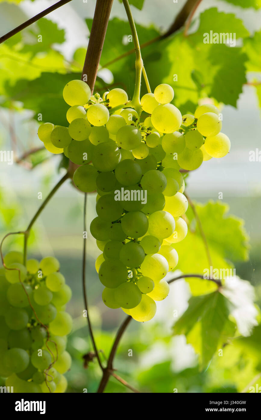 Raisins verts dans une serre de jardin, Chipping, Lancashire.UK Banque D'Images