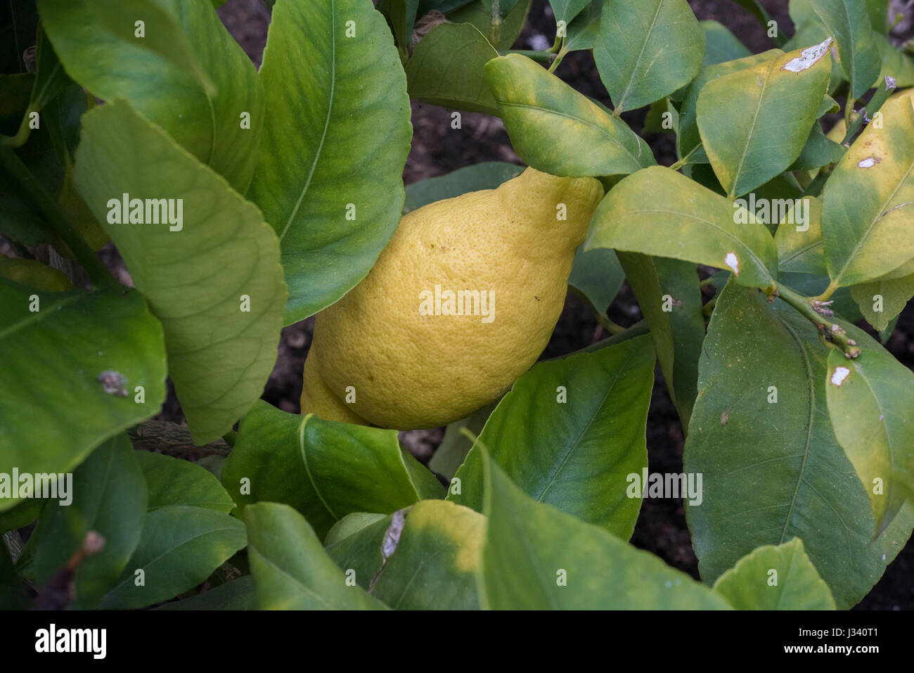 Citron dans une serre, à l'effritement, Lancshire. Banque D'Images