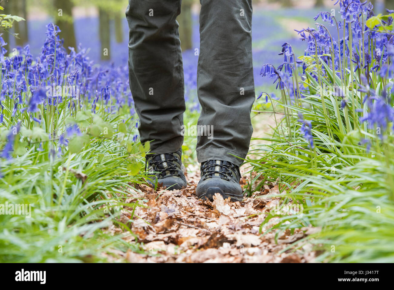 Homme marchant à travers un bois bluebell portant des chaussures de randonnée. L'Oxfordshire. UK. Selective focus Banque D'Images
