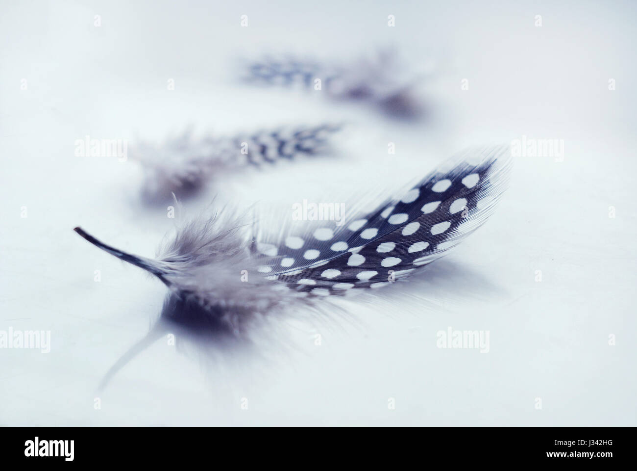 Trois points en plumes. Banque D'Images