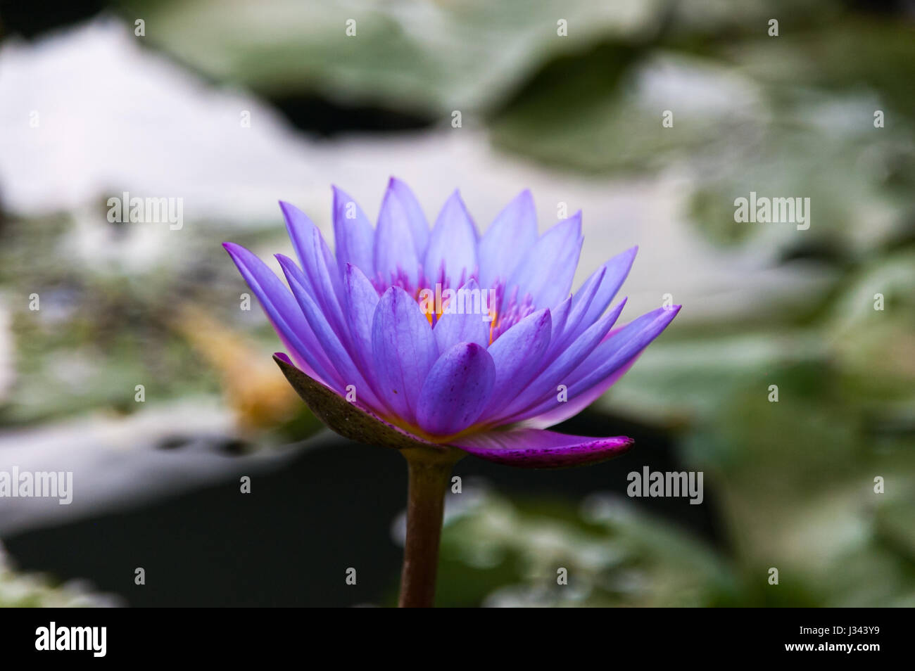 Close-up de délicates, pourpre, et Blue Water Lily - fleur nationale du Sri Lanka Banque D'Images