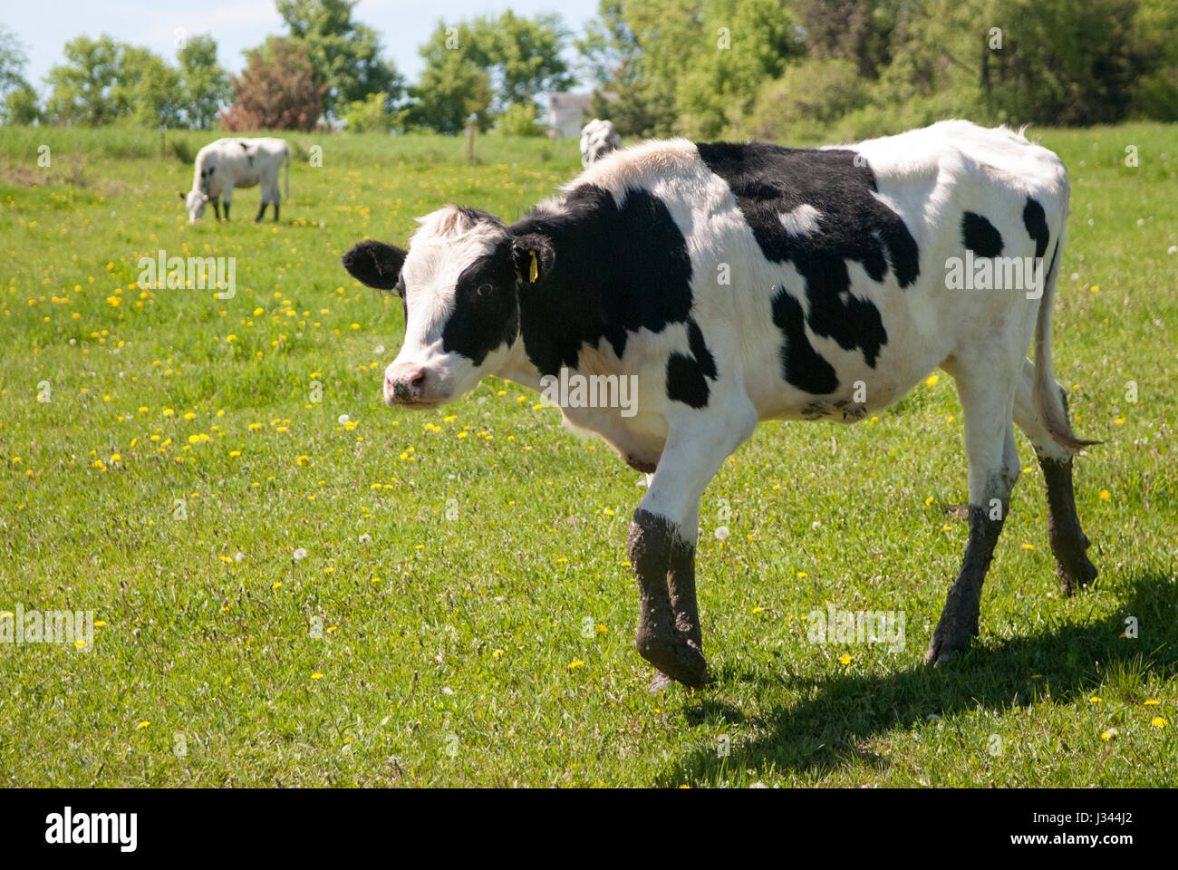 Black white spotted young cow Banque de photographies et d'images à haute  résolution - Alamy