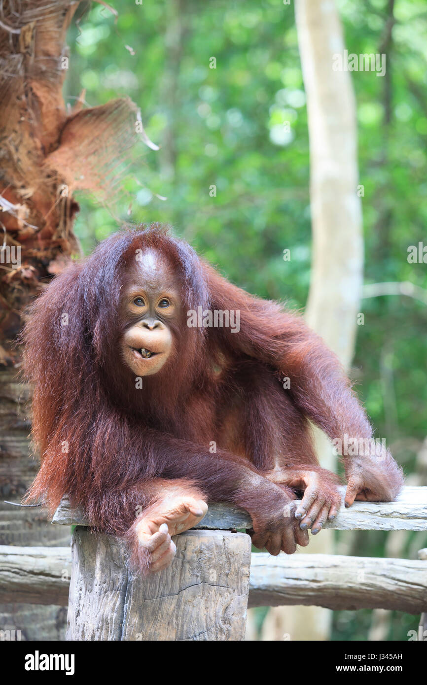 L'orang-outan en Indonésie avec la nature Banque D'Images
