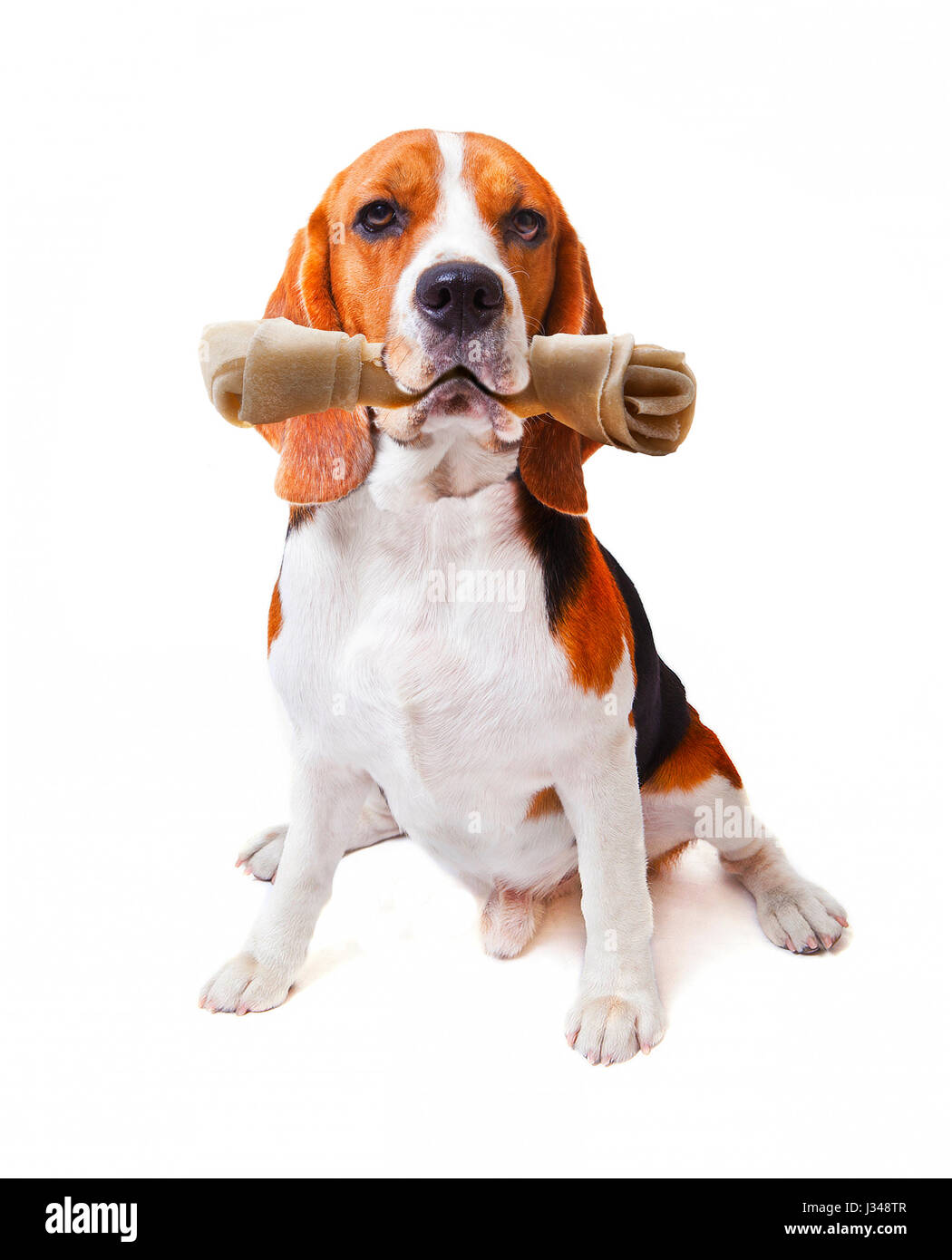 Visage de chien beagle avec rawhide bone dans sa bouche isolé sur fond blanc pour l'utilisation des animaux et animaux domestiques thème charmant Banque D'Images