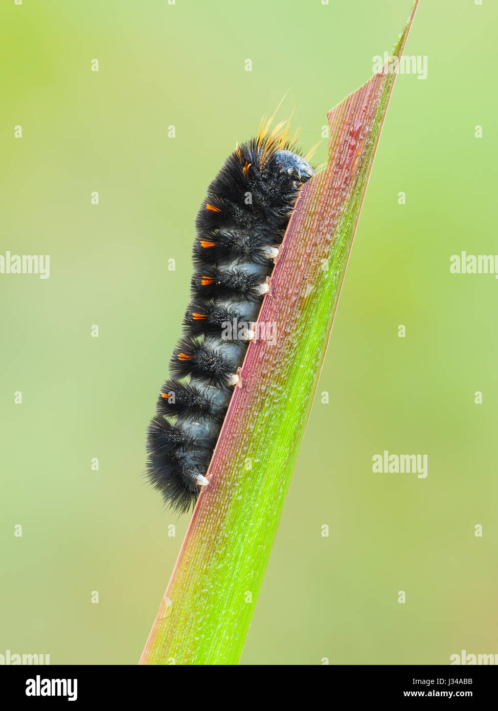 Un agréable Tiger Moth (Spilosoma congrua) chenille (larve) rss sur un brin d'herbe de marais. Banque D'Images