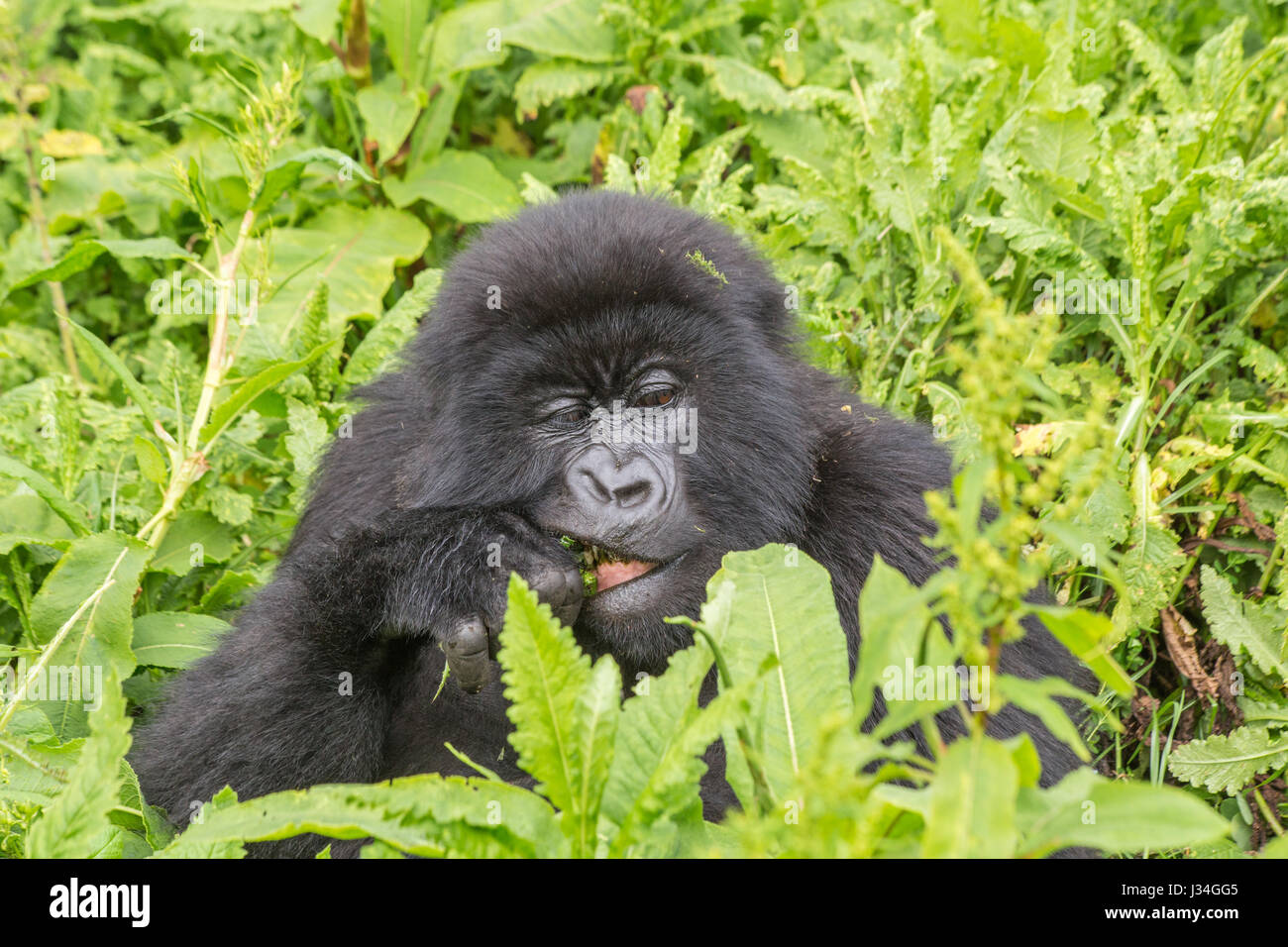 Les jeunes en danger critique gorille de montagne (Gorilla beringei beringei) du groupe Agashya, prises dans le parc national des volcans, Rwanda, Afrique du Sud Banque D'Images