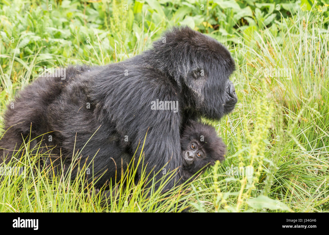 Gorille de montagne en danger critique (Gorilla beringei beringei) la mère et l'enfant du groupe Agashya, prises dans le parc national des volcans, Rwanda Banque D'Images