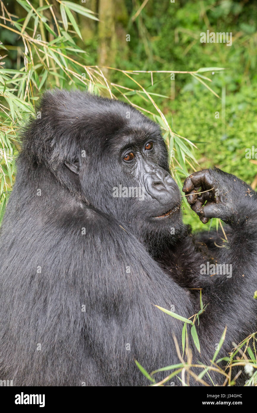 Gorille de montagne en danger critique (Gorilla beringei beringei) la mère et l'enfant du groupe Agashya, prises dans le parc national des volcans, Rwanda Banque D'Images
