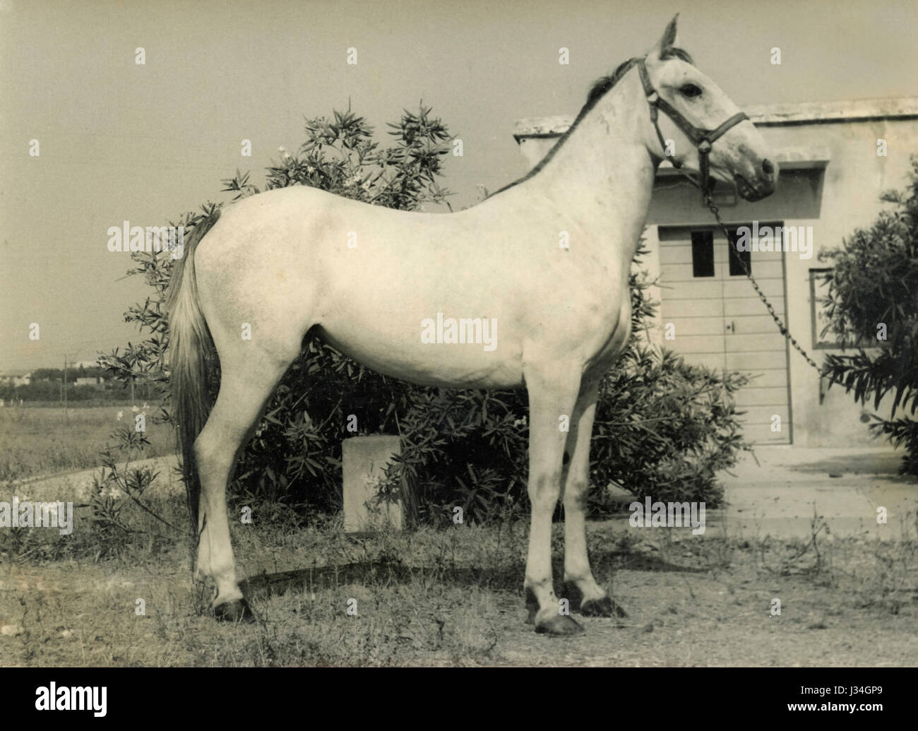 Un grand cheval blanc Banque D'Images