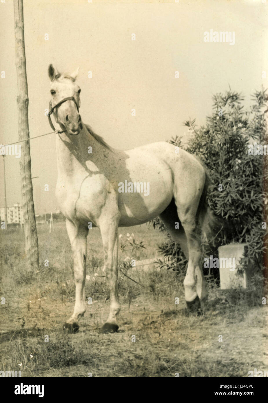 Un grand cheval blanc Banque D'Images
