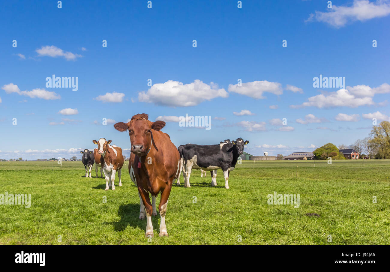 Holstein Rouge Banque De Photographies Et D images Haute R solution 