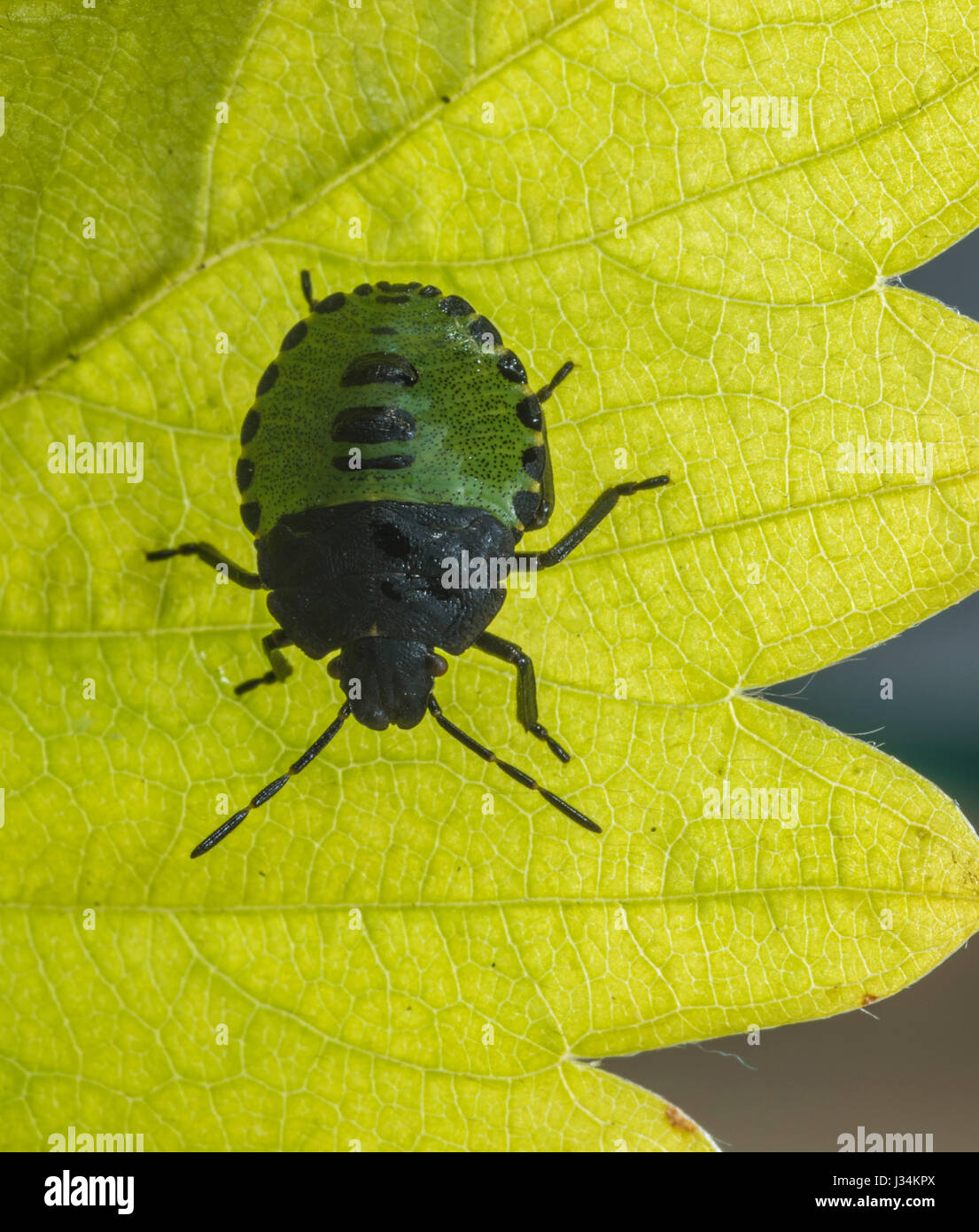 Un jeune Green Shield Bug, Palomena prasina, écaillage, Lancashire. Banque D'Images