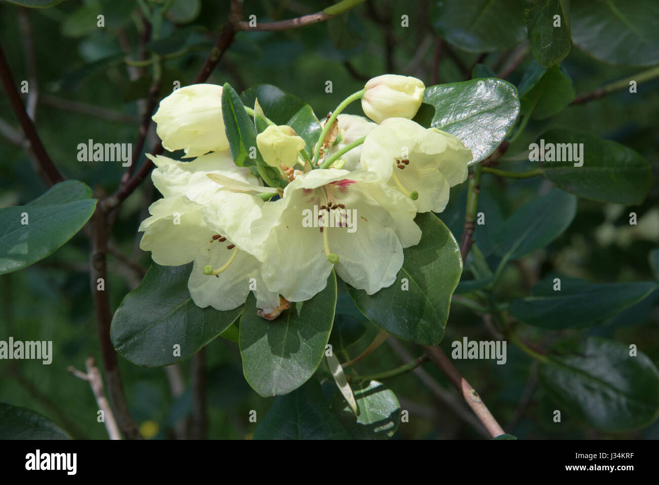 Rhododendron wardii, sur Alderley, Cheshire.UK Banque D'Images