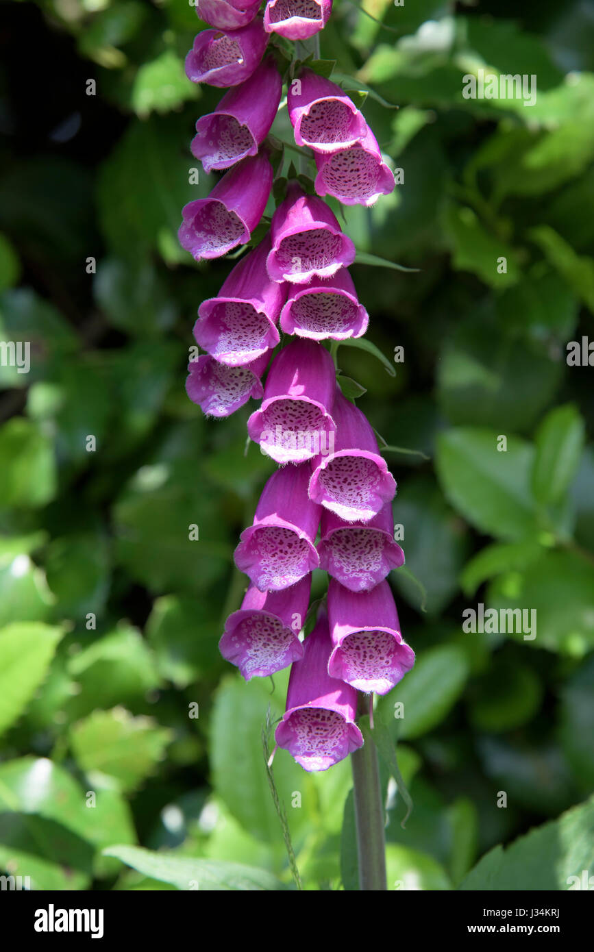 Digitale, plus de Alderley, Cheshire. Banque D'Images