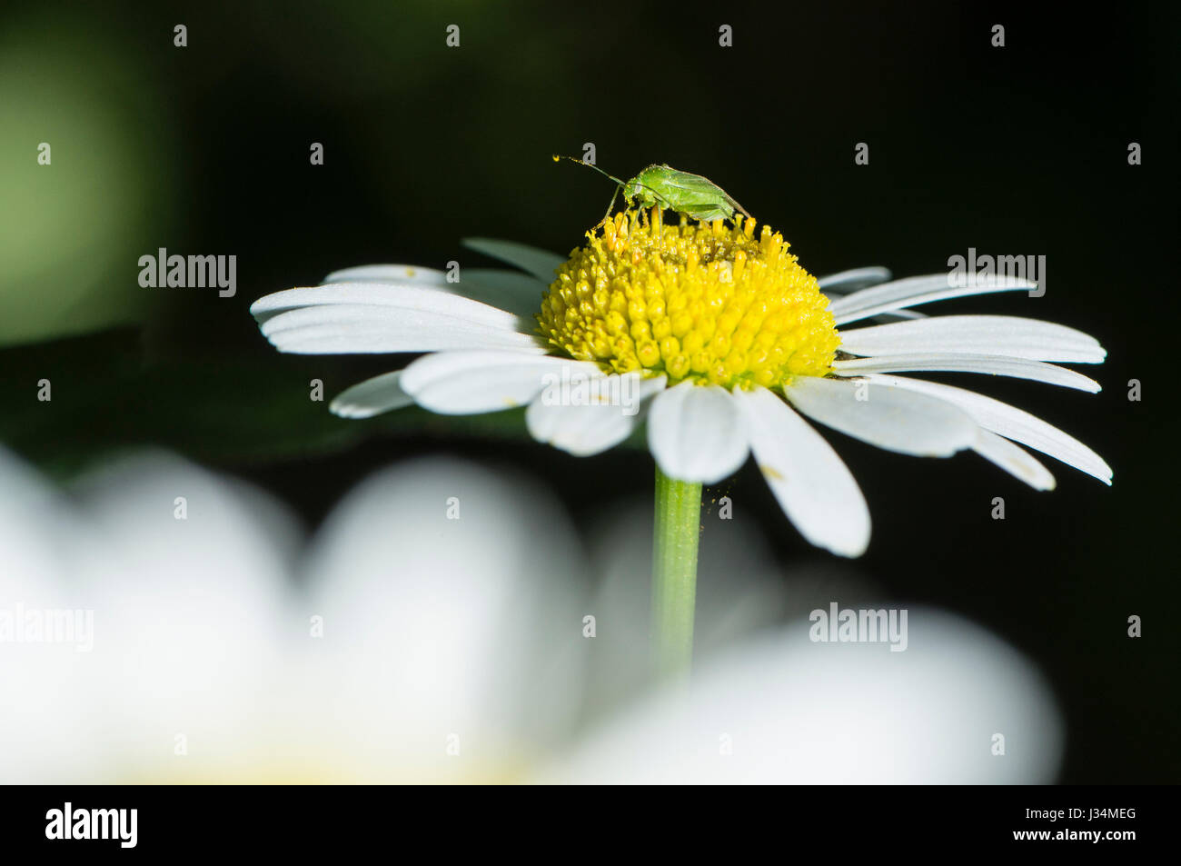 Bug de la capside vert se nourrissant de pollen sur un oxeye daisy dans un jardin, à l'effritement, Lancashire. Banque D'Images