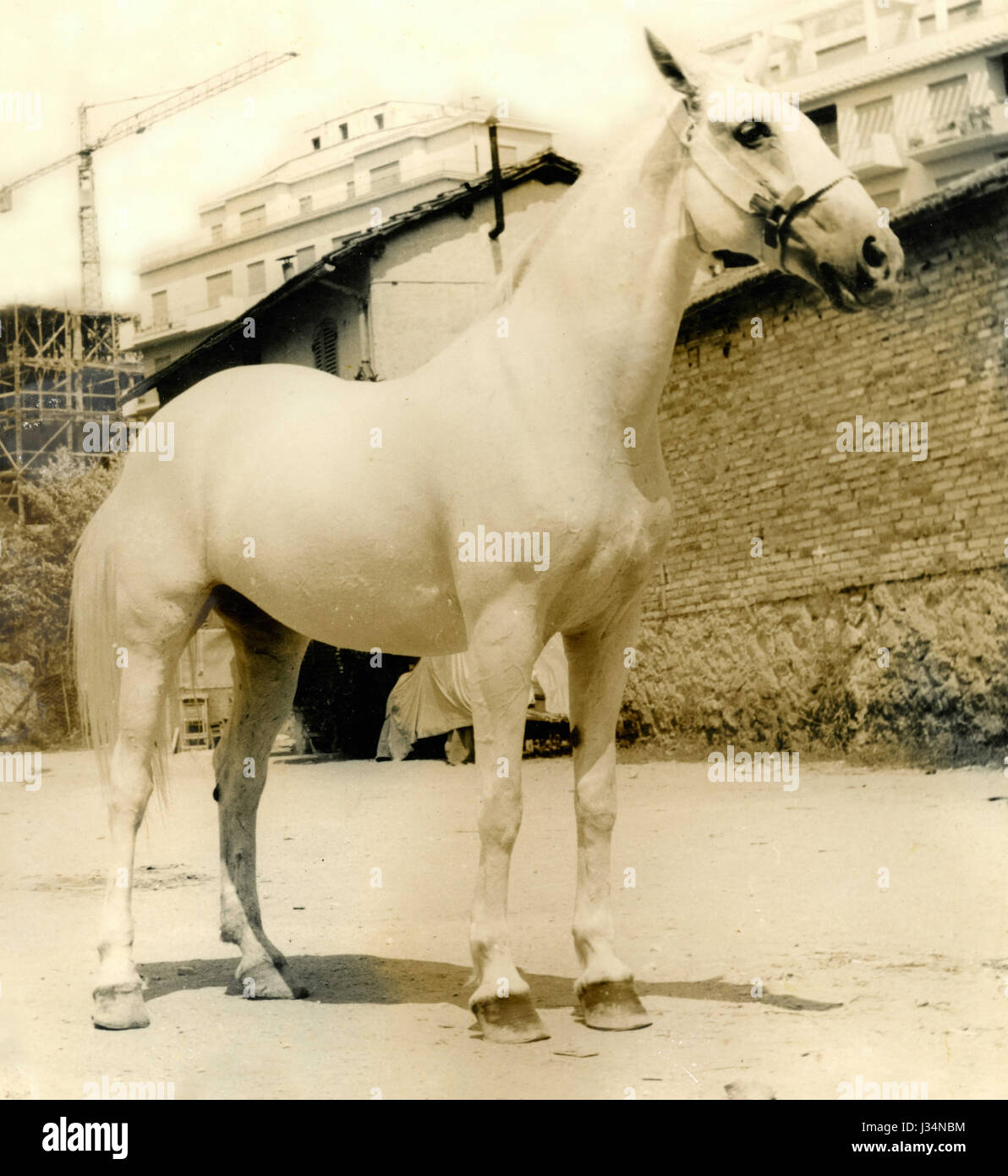 Un grand cheval blanc Banque D'Images
