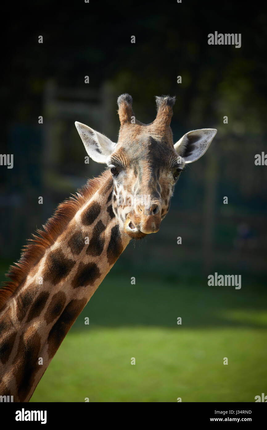 Girafe au zoo de Blackpool Banque D'Images