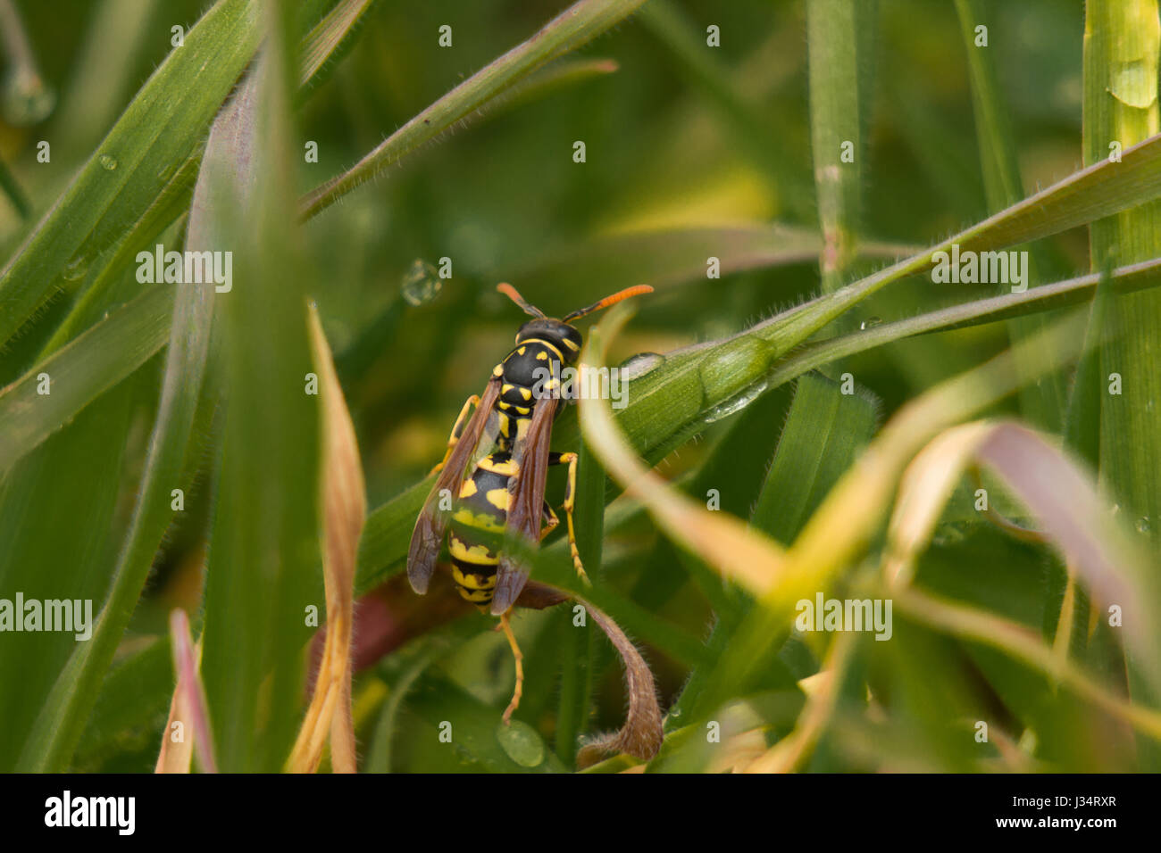 Wasp sur herbe de la rosée du matin Banque D'Images