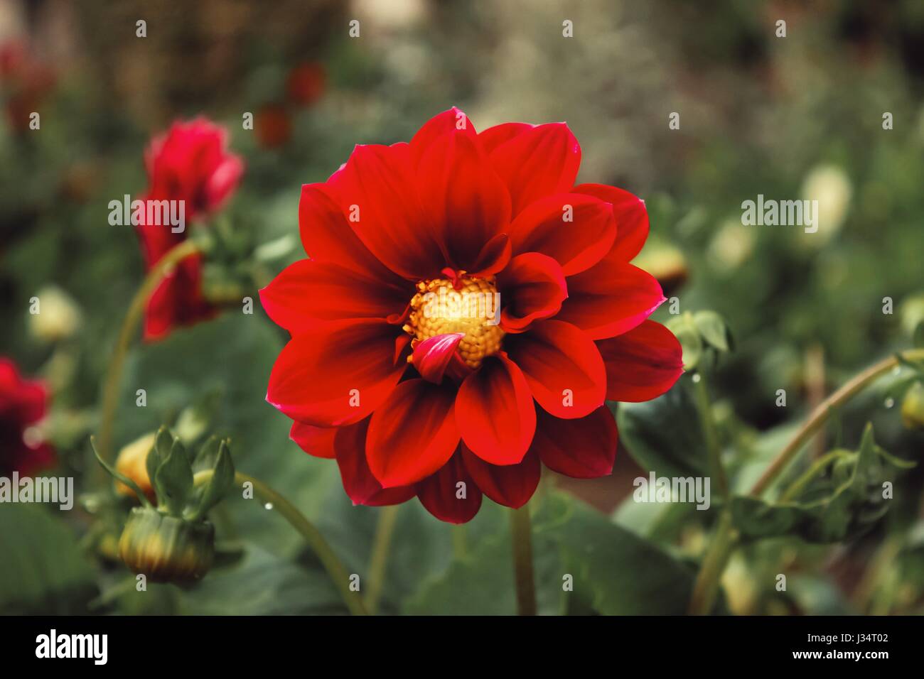 Close up de jardin en fleur le rouge vif. Banque D'Images