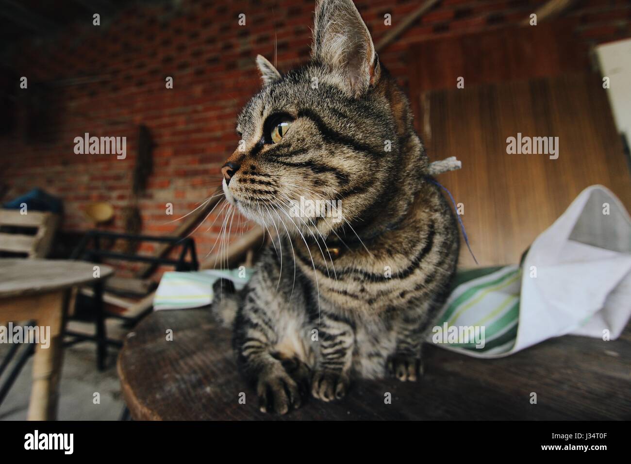 Chat brun dénudé portrait grand angle, avec porche en briques anciennes dans l'arrière-plan Banque D'Images