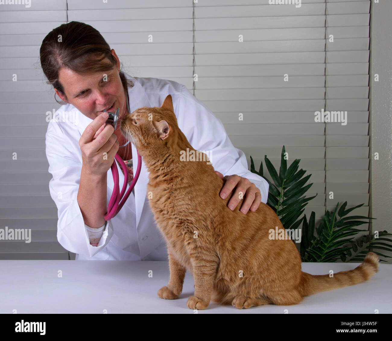 Parution du modèle de droit avec l'examen vétérinaire femelle orange Mâle tabby cat sur table d'examen Banque D'Images