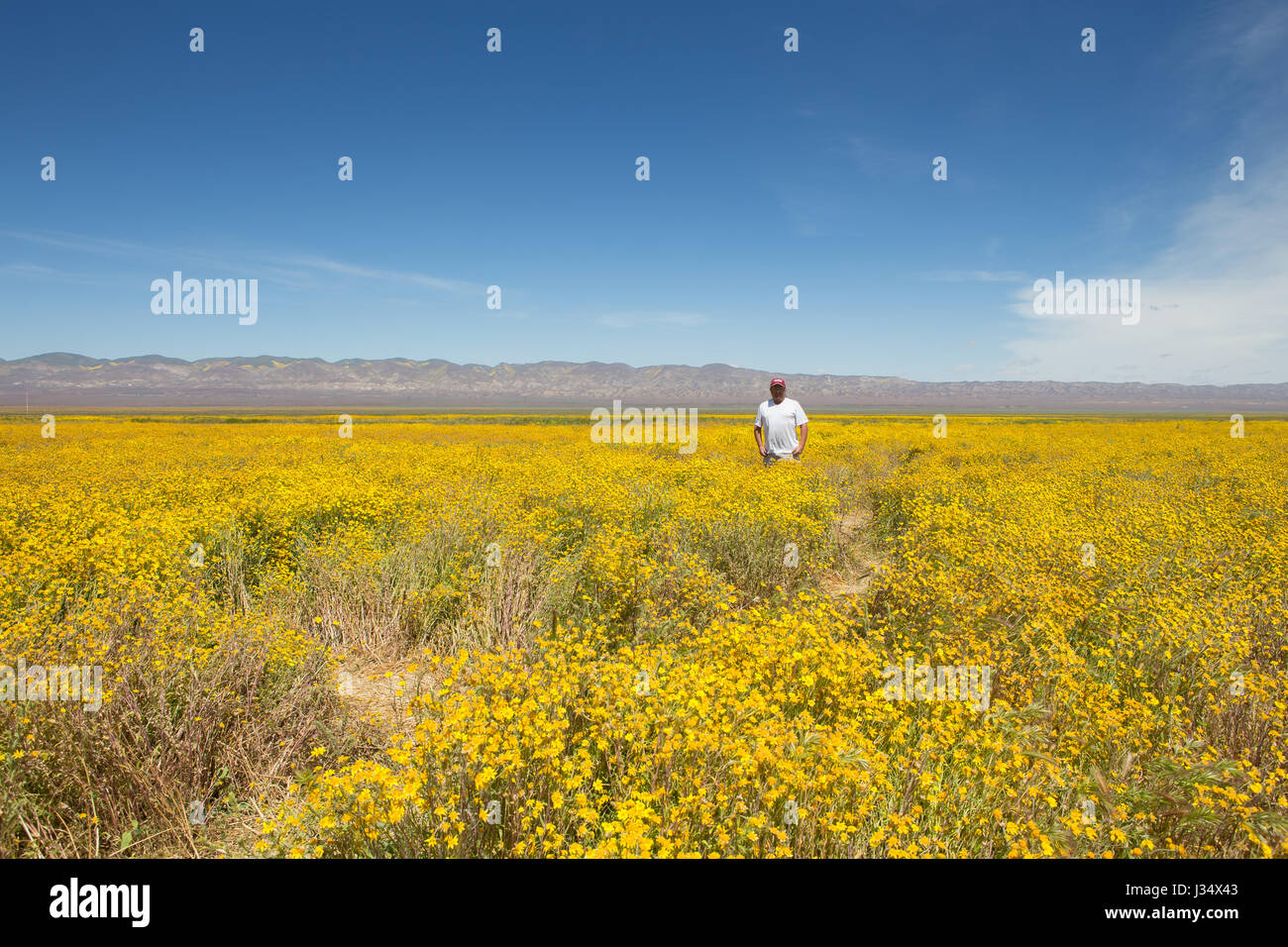 Homme debout dans un champ de fleurs sauvages dans la gamme Caliente sur le côté ouest de la plaine de Carrizo à San Luis Obispo County California USA Banque D'Images
