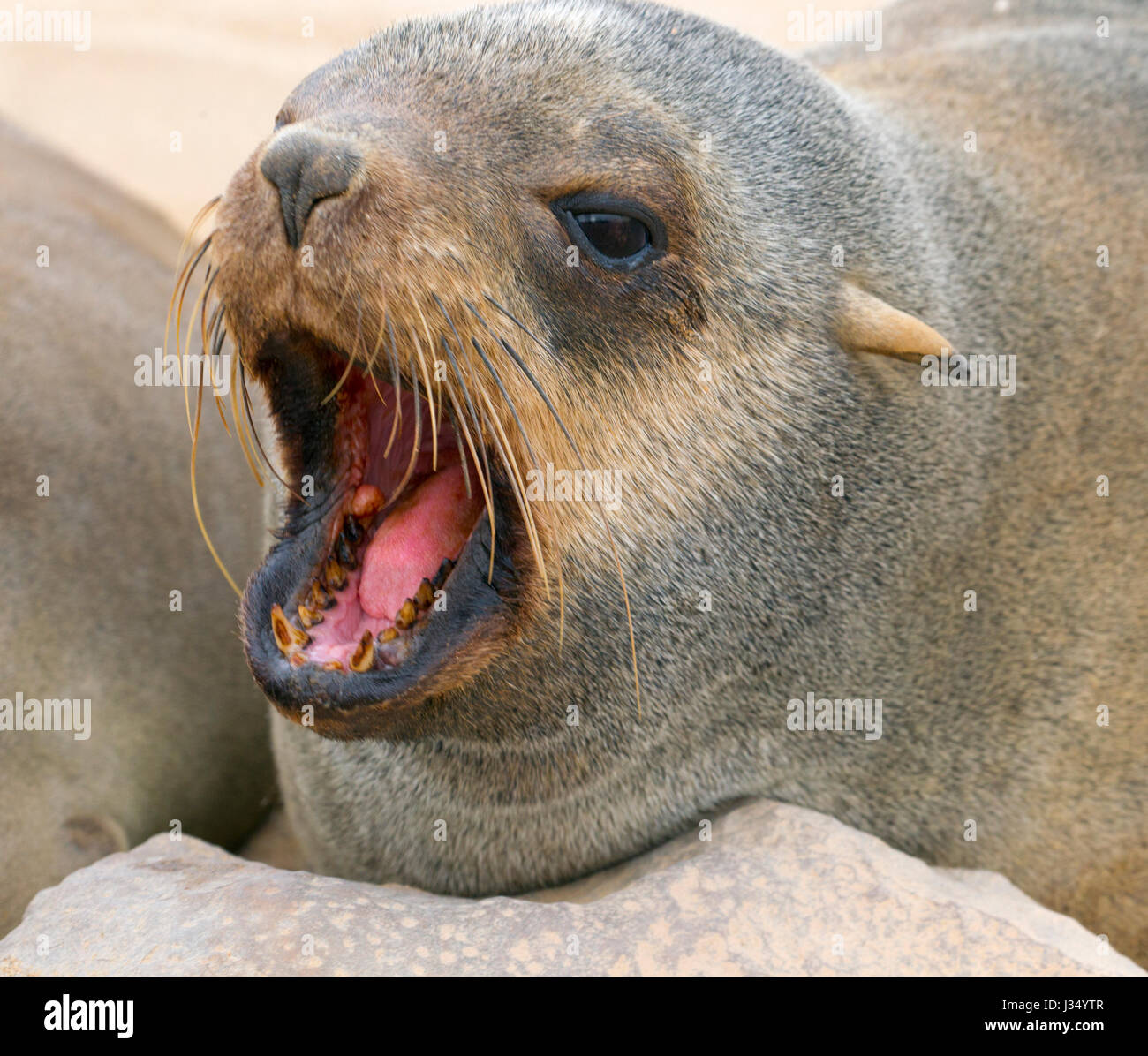 Brown fur seal Arctocephalus pusillus à Cape Cross seal colony Namibie Banque D'Images