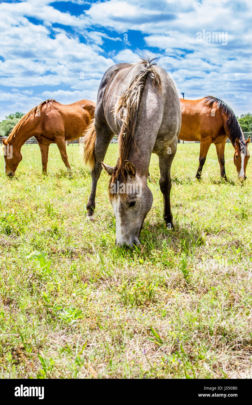 Belle Quarter Horses multicolores au Texas Pasture Banque D'Images