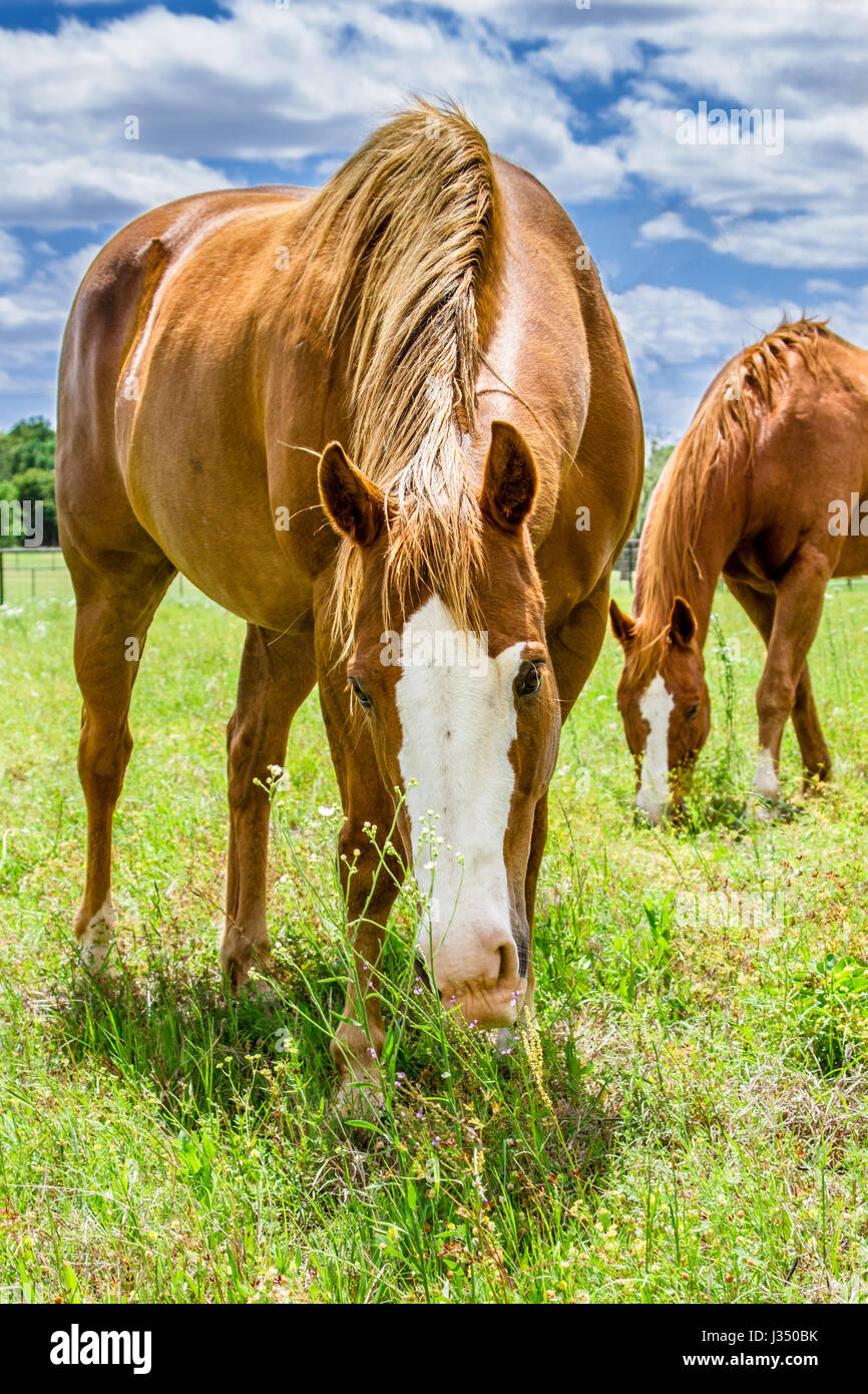 Belles/Sorrel Quarter Horses dans les pâturages du Texas Banque D'Images