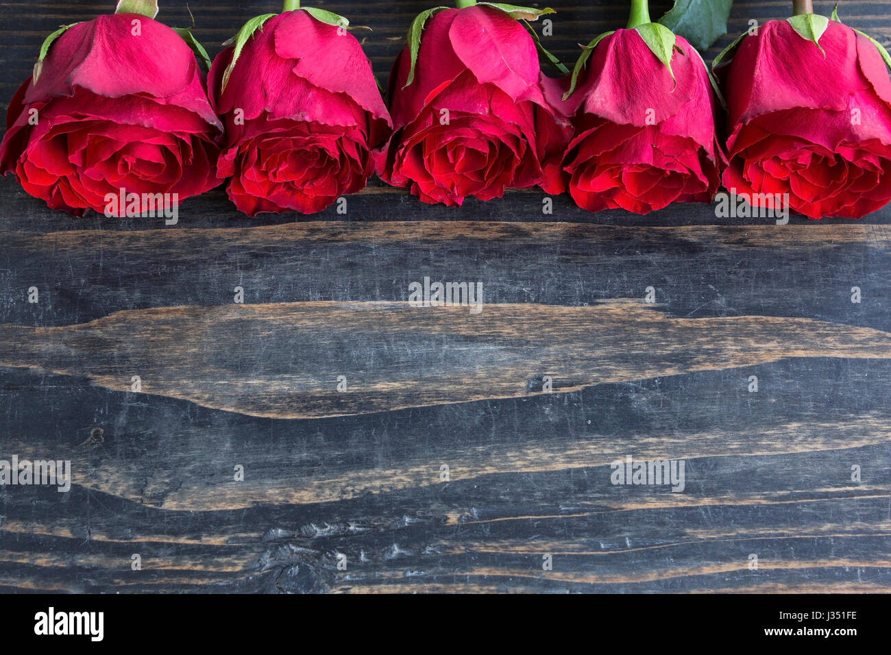 Roses dans une rangée sur un fond de bois rustique. Banque D'Images