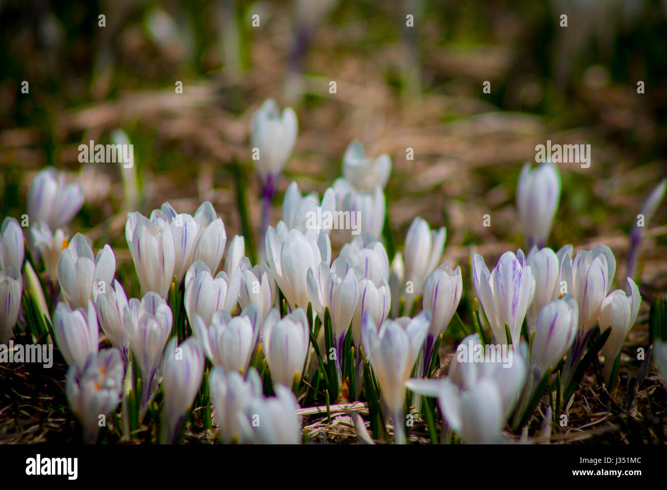 Fleurs de safran blanc l'essor dans les montagnes Banque D'Images