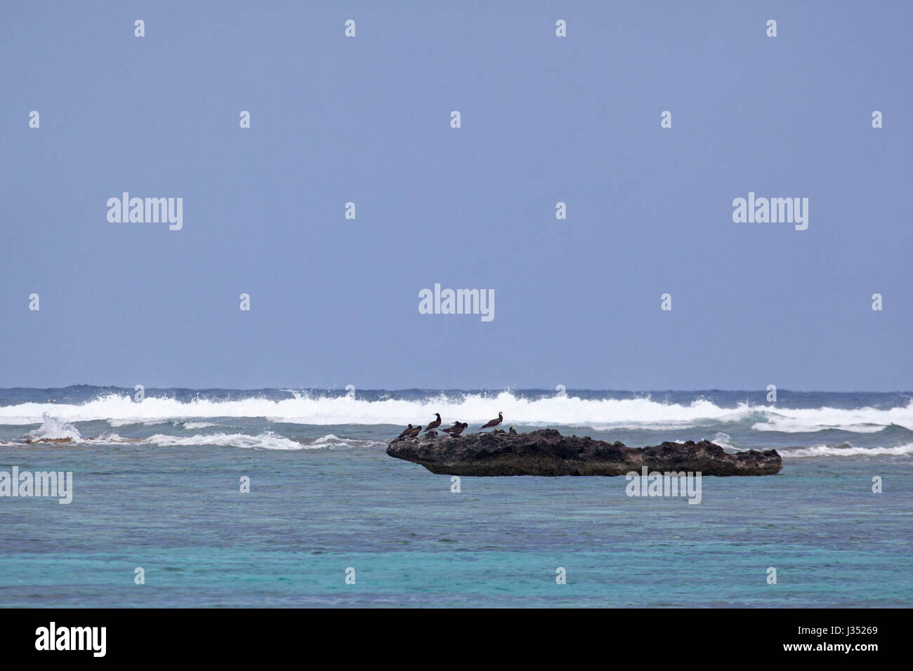 Fous bruns (Sula leucogaster) perché sur la barrière de corail qui entoure l'atoll de Midway, lagune, Papahanaumokuakea Marine National Monument Banque D'Images