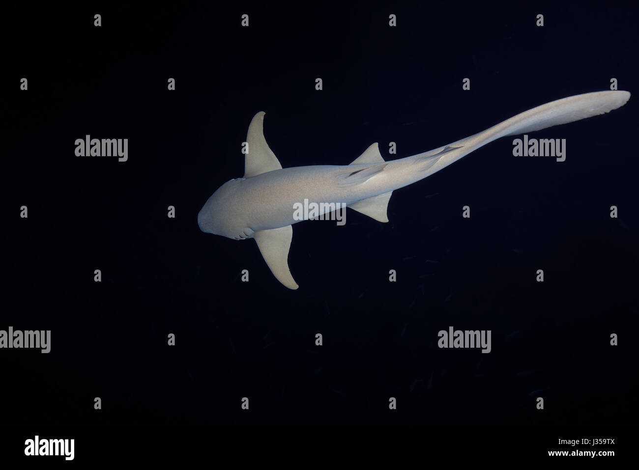 Requins nourrice fauve (Nebrius ferrugineus) nage dans la nuit, l'Océan Indien, les Maldives Banque D'Images