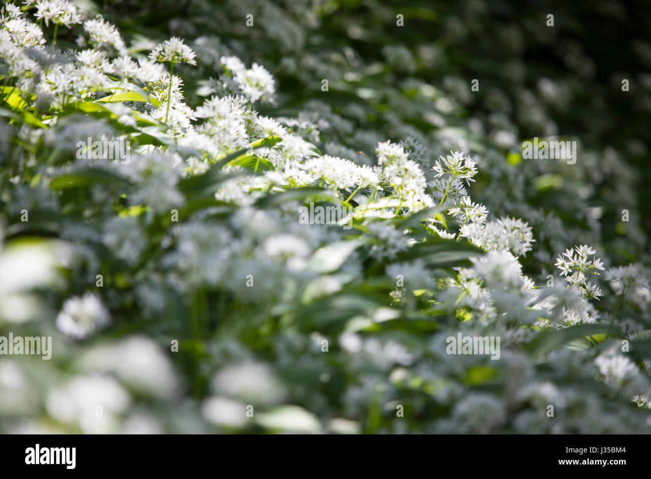 Le Nord du Pays de Galles, UK 2 mai 2017, UK - après une typique maison de banque la météo s'est améliorée avec de l'agréable soleil dans le Nord du Pays de Galles. Banque D'Images
