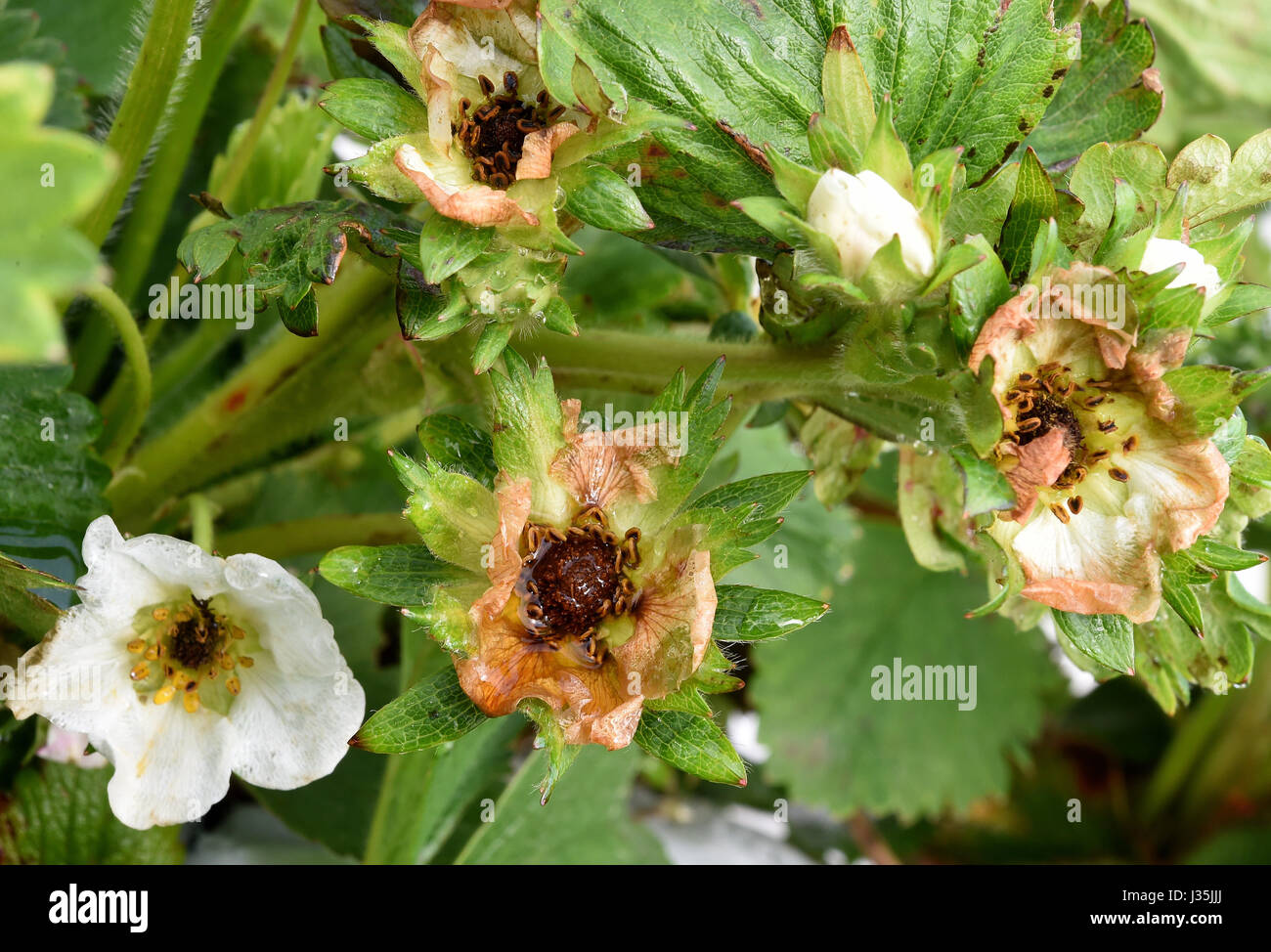 Otze, Allemagne. 3 mai, 2017. Fleurs de fraisier endommagées par le gel dans un champ en Otze, Allemagne, le 3 mai 2017. De nombreuses fleurs ont été gelés pendant la nuit en dépit d'être couverte de toison. Photo : Holger Hollemann/dpa/Alamy Live News Banque D'Images