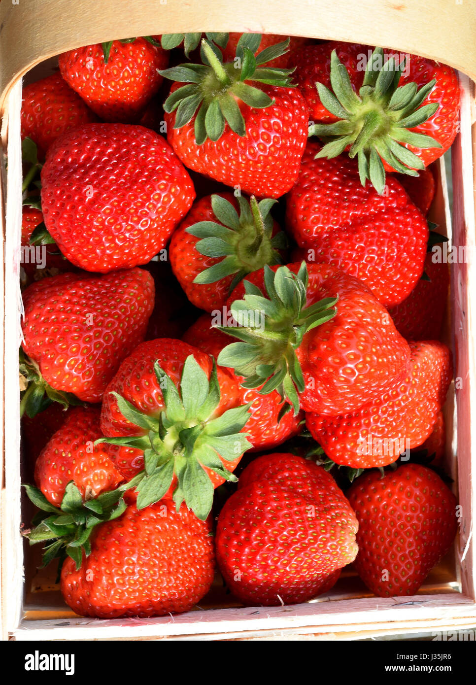 Fraises fraîches sur la ferme familiale dans Otze Meyer, Allemagne, le 3 mai 2017. Autour de 20 000 plants de fraisier Elsanta et Clery sont cultivés dans la ferme, 2 500 mètres carrés en serre. Les plantes sont cultivées dans des sacs placés sur de vieux rails de protection d'autoroute pour faciliter la cueillette. Photo : Holger Hollemann/dpa Banque D'Images