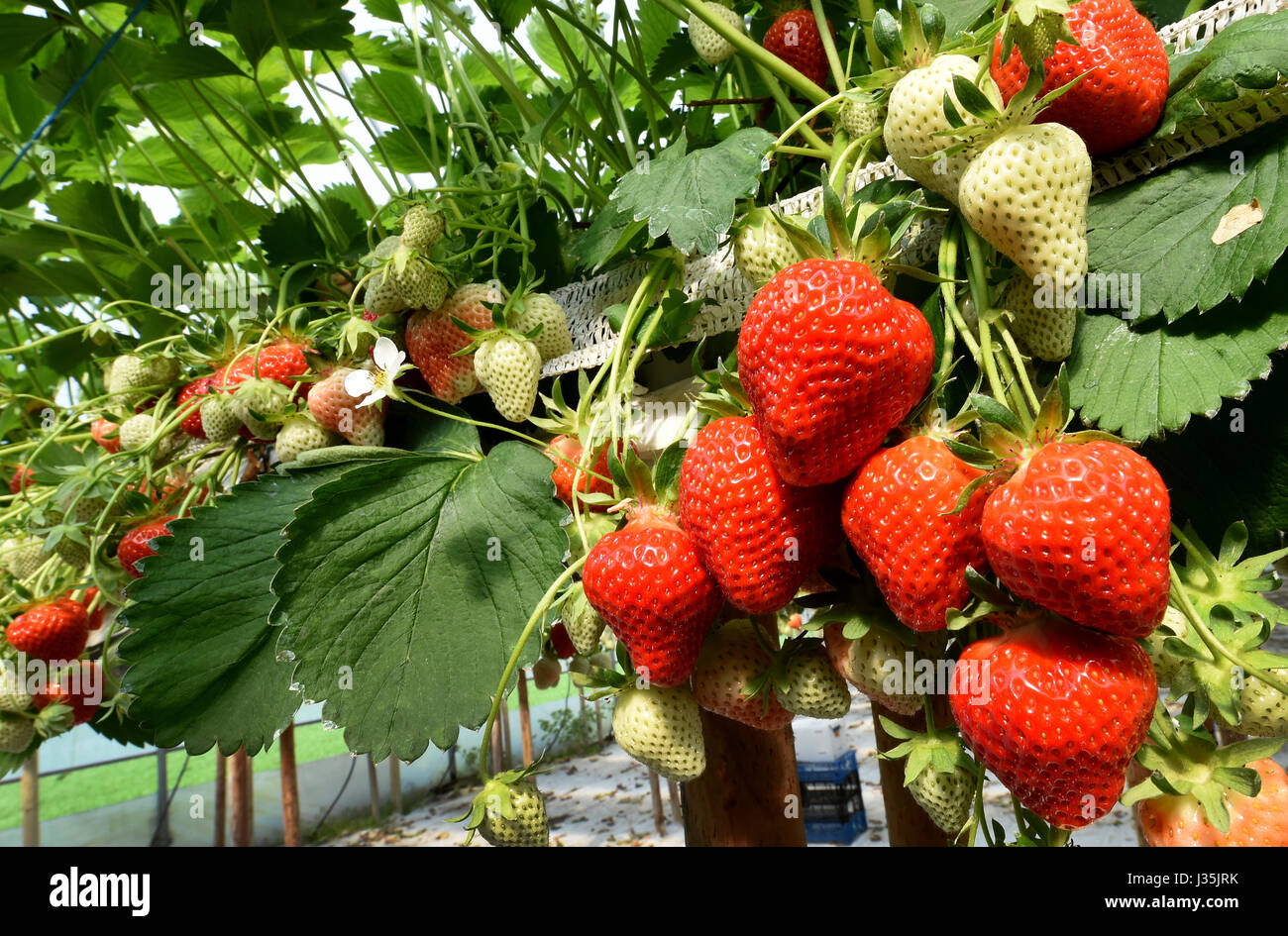 Fraises fraîches sur la ferme familiale dans Otze Meyer, Allemagne, le 3 mai 2017. Autour de 20 000 plants de fraisier Elsanta et Clery sont cultivés dans la ferme, 2 500 mètres carrés en serre. Les plantes sont cultivées dans des sacs placés sur de vieux rails de protection d'autoroute pour faciliter la cueillette. Photo : Holger Hollemann/dpa Banque D'Images